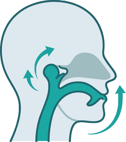 Craniofacial Architecture